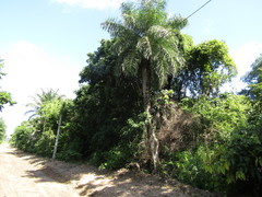 Acrocomia intumescens