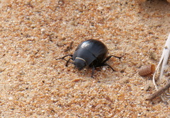 Erodius sauditus