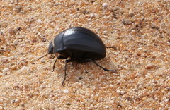 Erodius sauditus
