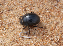 Erodius sauditus