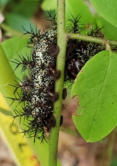 Hemileuca maia