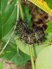 Hemileuca maia