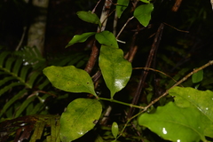 Cyclophyllum