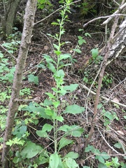 Pentanema squarrosum