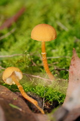 Cystoderma muscicola