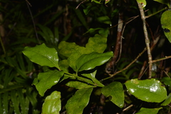 Cyclophyllum