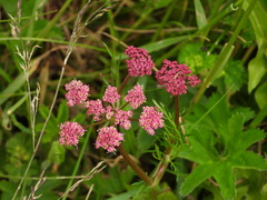 Mutellina purpurea