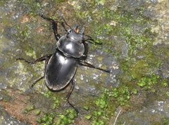 Neolucanus sinicus championi