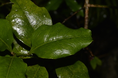 Cyclophyllum