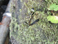Polycanthagyna melanictera