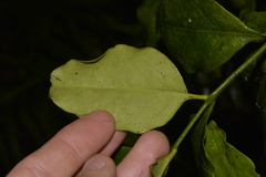 Cyclophyllum