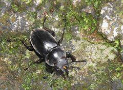 Neolucanus sinicus championi