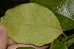 Cyclophyllum