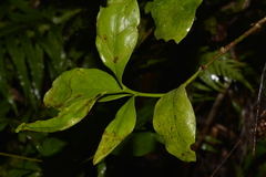 Cyclophyllum