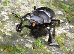 Neolucanus sinicus championi