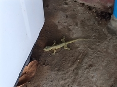 Gekkonidae