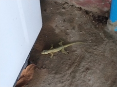 Gekkonidae
