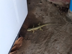 Gekkonidae