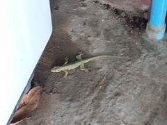 Gekkonidae