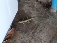Gekkonidae