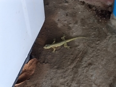 Gekkonidae