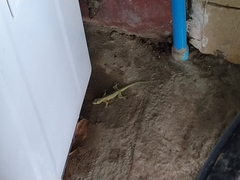 Gekkonidae