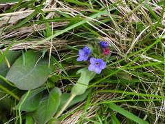 Pulmonaria australis