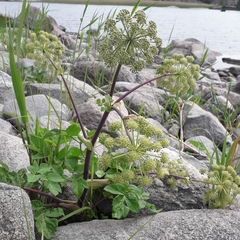 Angelica archangelica