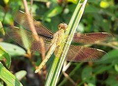 Neurothemis fluctuans