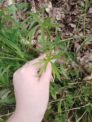 Ranunculus acris