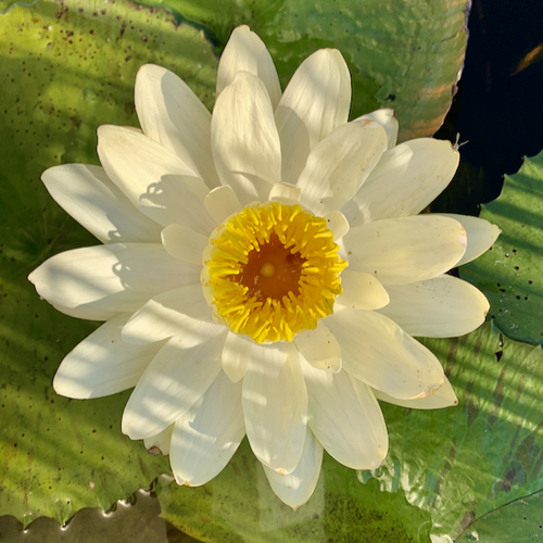 Egyptian white water-lily