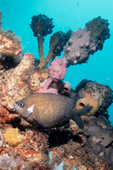 Pyura spinifera