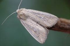 Leucania obsoleta