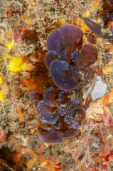 Distromium flabellatum