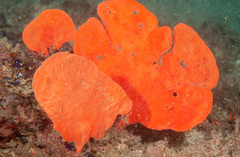 Echinoclathria leporina
