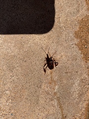 Leptoglossus clypealis