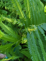 Olethreutes auricapitana