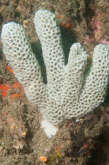 Holopsamma laminaefavosa