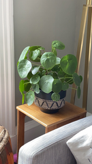 Pilea peperomioides