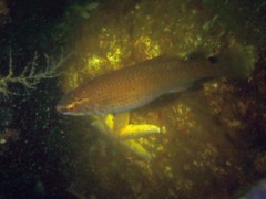 Ctenolabrus rupestris