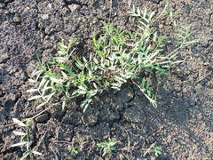 Vicia biennis