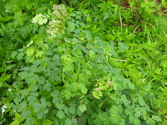 Thalictrum aquilegiifolium