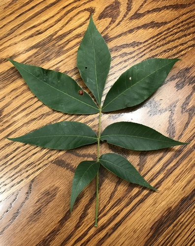 Sand hickory (Carya pallida)