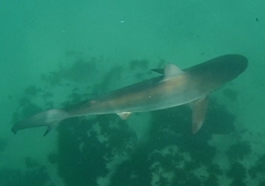 Carcharhinus obscurus
