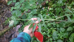 Valeriana officinalis sambucifolia