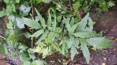 Valeriana officinalis sambucifolia