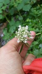 Valeriana officinalis sambucifolia