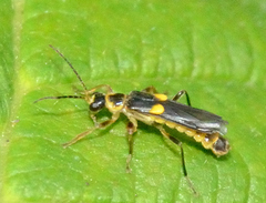 Trypherus