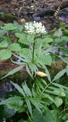 Valeriana officinalis sambucifolia