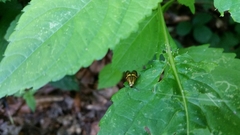 Nemophora degeerella